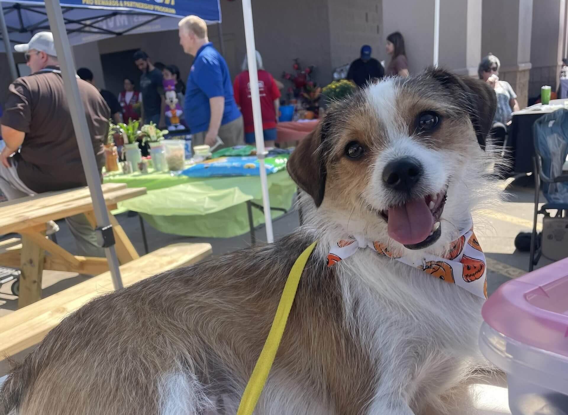 Mobile Pet Vaccines Near Me Slider Mobile