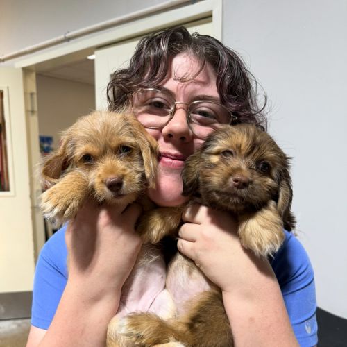 Halee - AZ Mobile Pet Vaccines in the Greater Houston Area