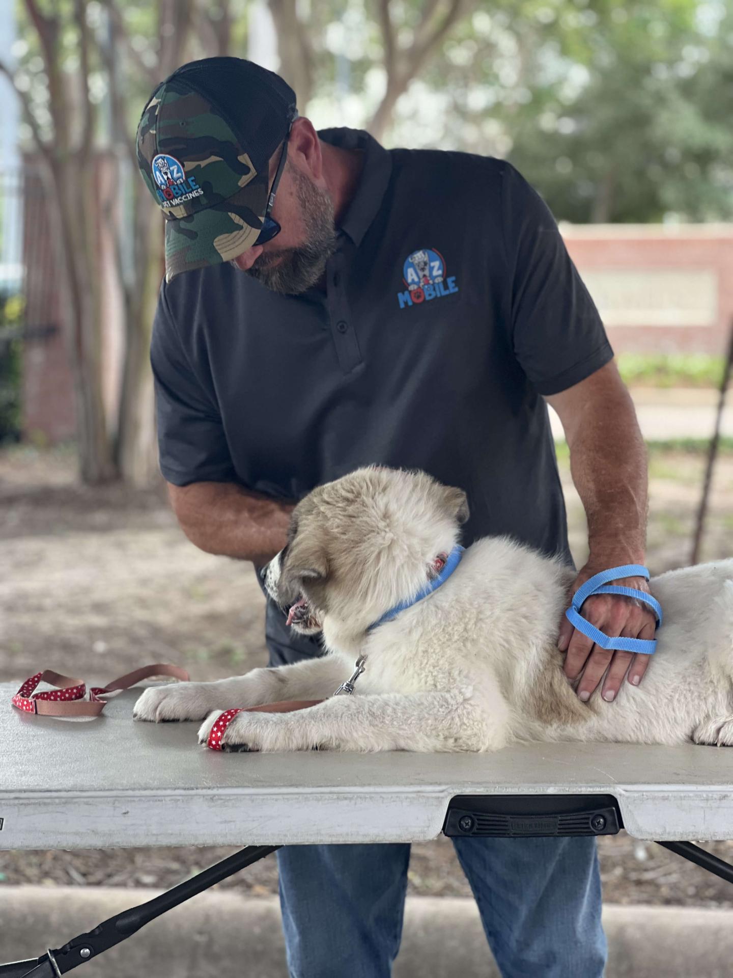Dog Services - Vet in Houston, Texas