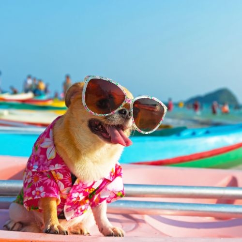 The Suite Life Dog Vaccination Package - AZ Mobile Pet Vaccines