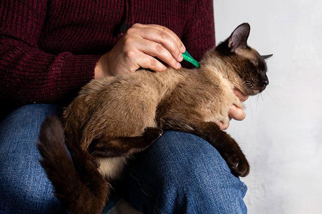 Cat Preventive Care